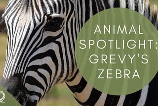 Spotlight: Grevy’s Zebra