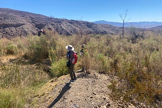 Understanding a Mojave Desert oasis