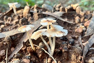 Mushrooms of Kadugodi Tree Park in Bengaluru