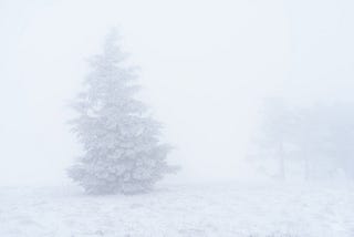 Snow covered pine tree in foggy, whiteout conditions.