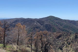 Charred landscape around Mt. Hamilton, Santa Clara County (April 2021)