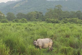 Kaziranga National Park