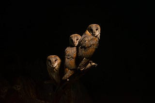 Owls: Majestic Creatures of the Night