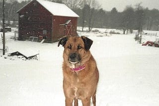 Farm Dog