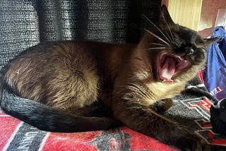 A siamese cat with her mouth open