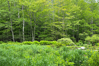 Nature scene, grasses, shrubs, trees, in Acadia National Forest.