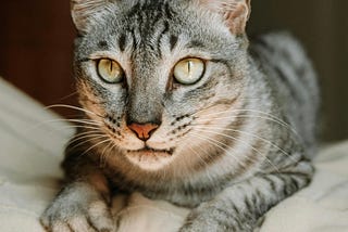 A charming portrait of a tabby cat.