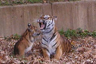 Tiger or Elephant Mom