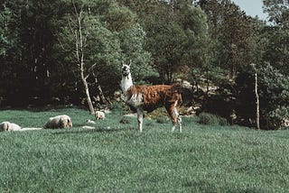 Guard Animals as Nonlethal Predator Control