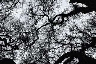The Great Oak