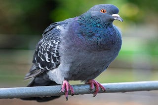 What are the most common pigeon diseases?