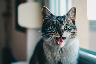 Bad Kitty! Common Cat Behavioral Problems