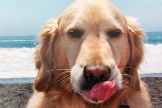 Happiness Teachings from the Dalai Golden Retriever