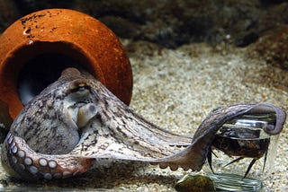 Octopus: sensing the world at an arm’s reach.