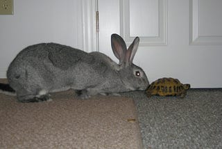 Technology – a tortoise and hare story.