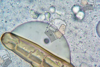 Adam Smith as bacteria in the primordial soup