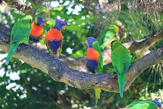 Five colourful Lorikeet parrots sitting in a tree branch.