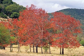 The Common Persimmon