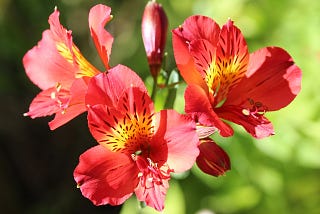 Alstroemeria