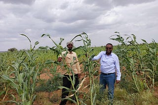 What it takes to make Somalia’s main crops climate smart