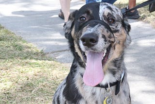 How to Use a Gentle Leader for Loose Leash Walking