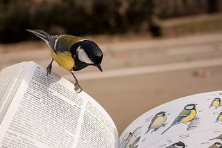 The Unending Fun of Birdwatching: From Casual Eyewitness to Terrace Birdwatcher