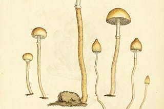 Oregon opens door to magic mushroom therapy