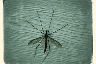 22. Ese mosquito que te joroba la noche