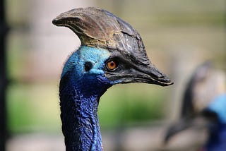 The cassowary’s daughter