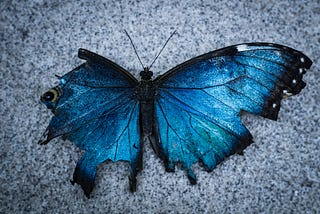 Picture of a tattered blue and black butterfly reminiscent of a starry night sky