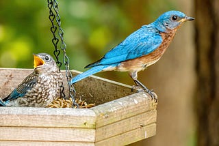 Bluebird Song