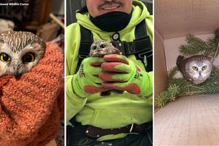 Tiny Owl Saved From ‘Peak 2020’ Christmas Tree at Rockefeller Center