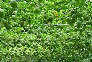 🌿Join the Green Revolution with CLOVER-GREEN Fruit Tree Plant Nursery!🌱