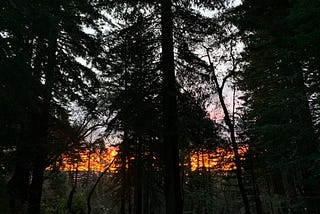 Sunrise beyond the silhouette of redwoods