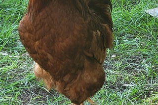 Simone the Rooster: Consciousness in Feathers