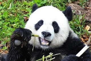 The Emissary Panda