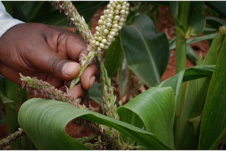 Inviting GMOs to Ethiopia: A Needless Act of Destructive Destruction.
