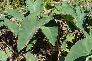 Taro Leaves