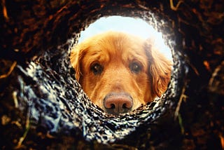 Golden Retriever looking down hole