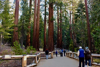 Why the Best People Are Like Sequoia Trees