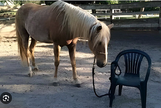 Restraint through perception (you are tied to a chair, like this horse, and you don’t even know it).