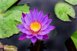 Be a Lotus Flower