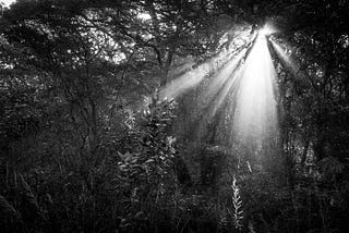 Ghost in the Miombo forest