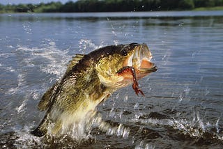 The Two Types of Bass in North America