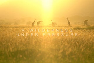 A Wilderness Under Pressure