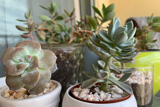 Relieve some stress by becoming a plant parent