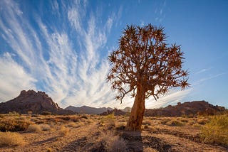 Making the Desert Bloom