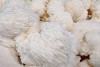 🍄🧠 Did you know Lion's Mane mushrooms boost both brain and gut health?