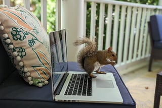 Squirrel on the authors laptop