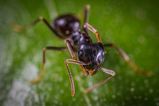 Effective Ant Pest Control with Pest Patrol Geelong